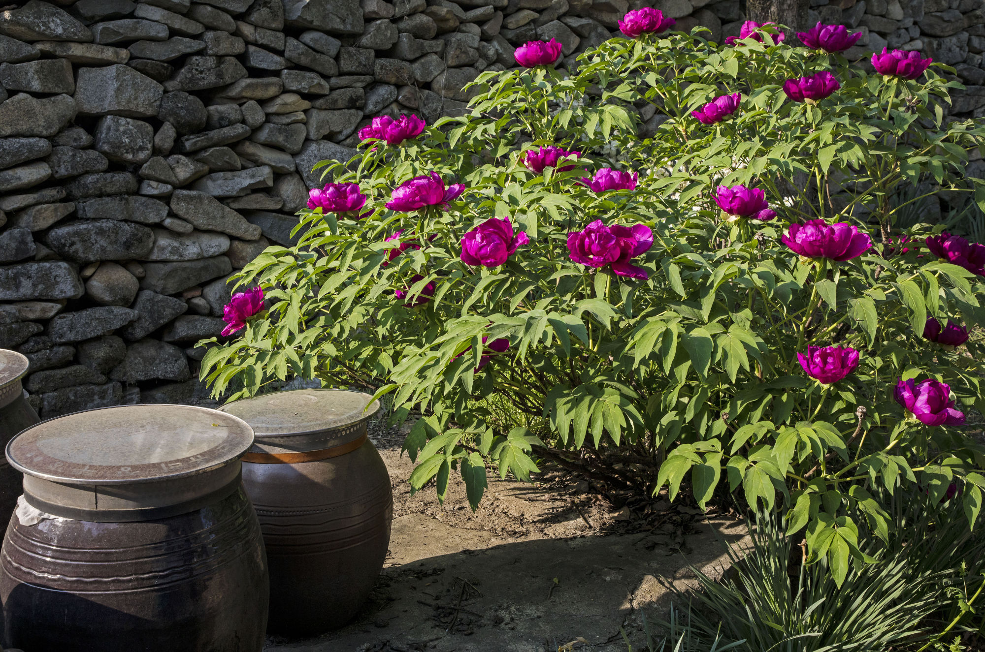 Large bunch of pink peonies in front of a stone wall with two large ceramic barrel-shaped vessels to the left